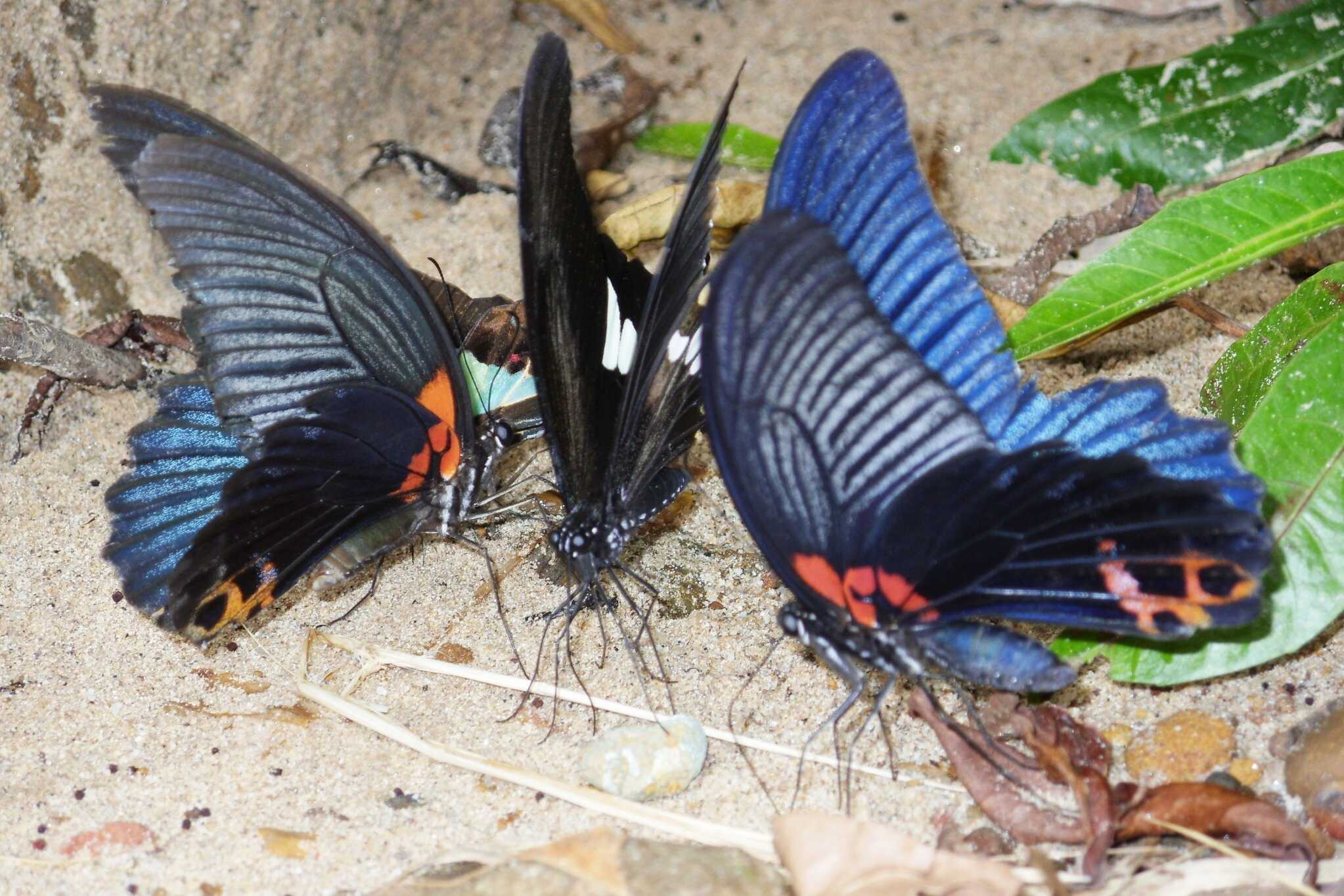 Butterflies of Assam - Arijit Purkayastha